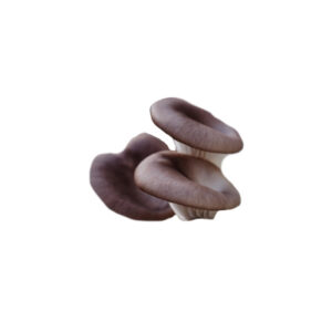 Austernpilze 2 Kg