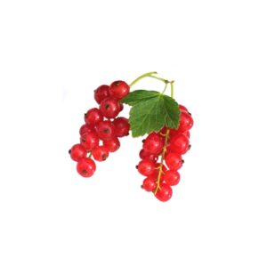 Johannisbeeren ROT 500g