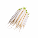 Rettich Weiss Kiste 15er